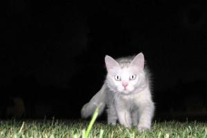Как видят кошки: секреты и особенности восприятия животными окружающего мира Как устроено зрение кошки