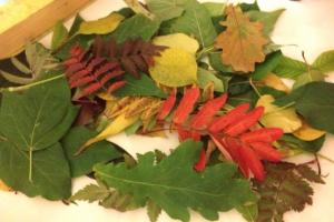 Гербарий из листьев – как правильно сушить листья для гербария