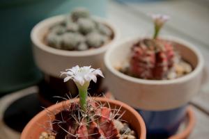 Виды домашних кактусов: тонкости правильного ухода и как заставить кактус цвести?
